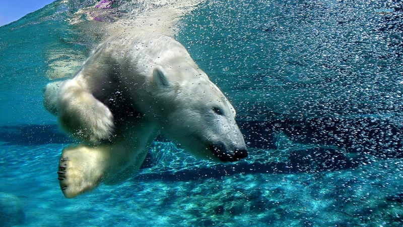 water animals bubbles swimming polar bears 1920x1080