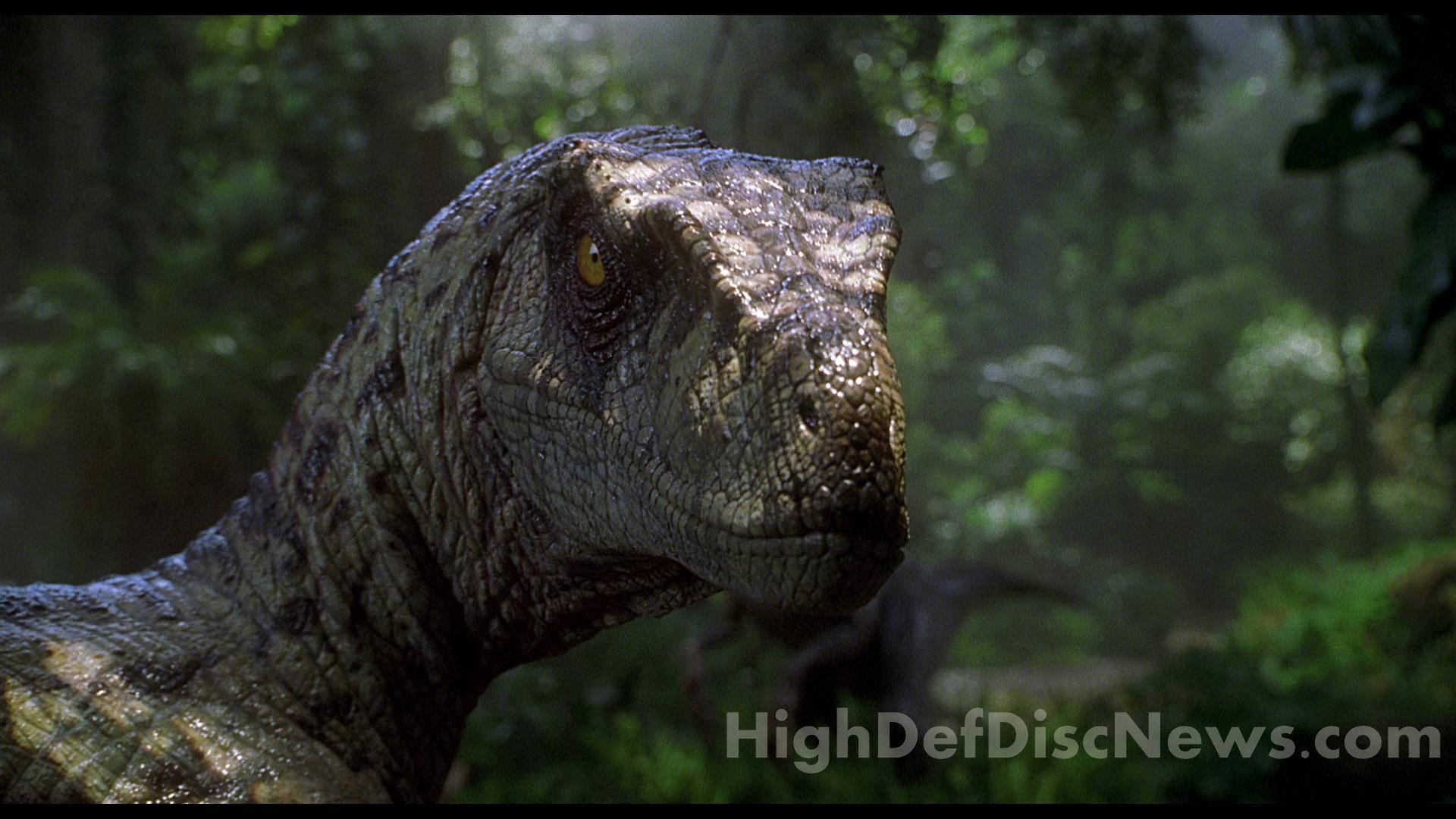 Wallpaper For Jurassic Park Velociraptor