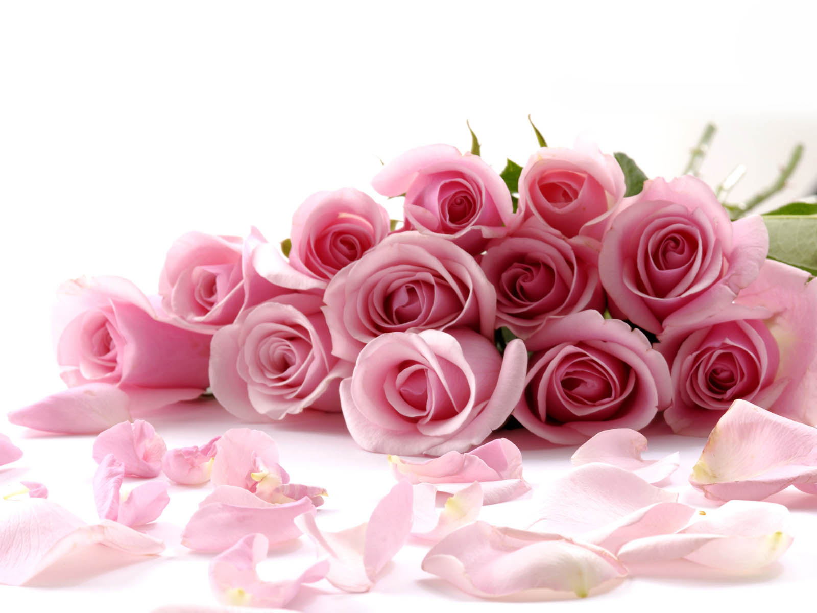 Pink Rose Wallpaper Beautiful Roses Flower