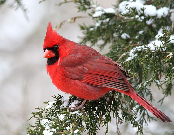 Wallpaper winter, snow, berries, background, bird, Bush, bird, cardinal,  red cardinal images for desktop, section животные - download