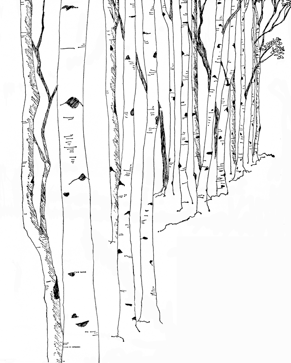 Black And White Birch Tree Graphic