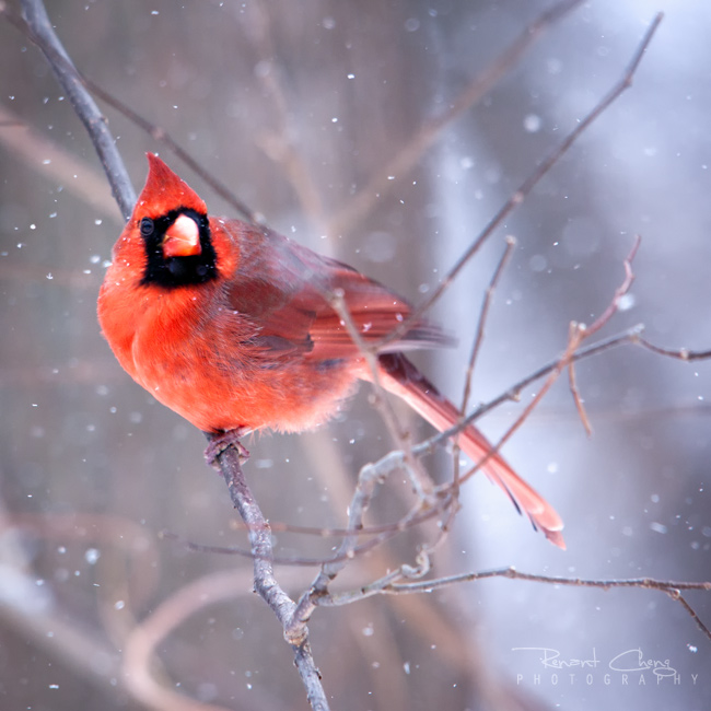 Winter Cardinal By Rhcheng