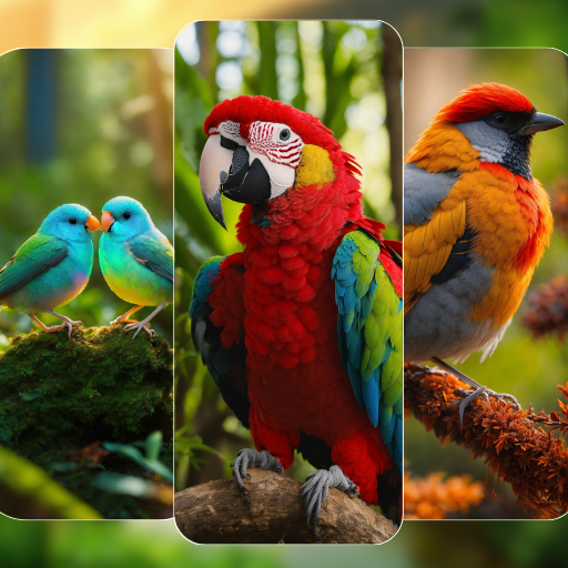 Bird Wallpaper 4k HD