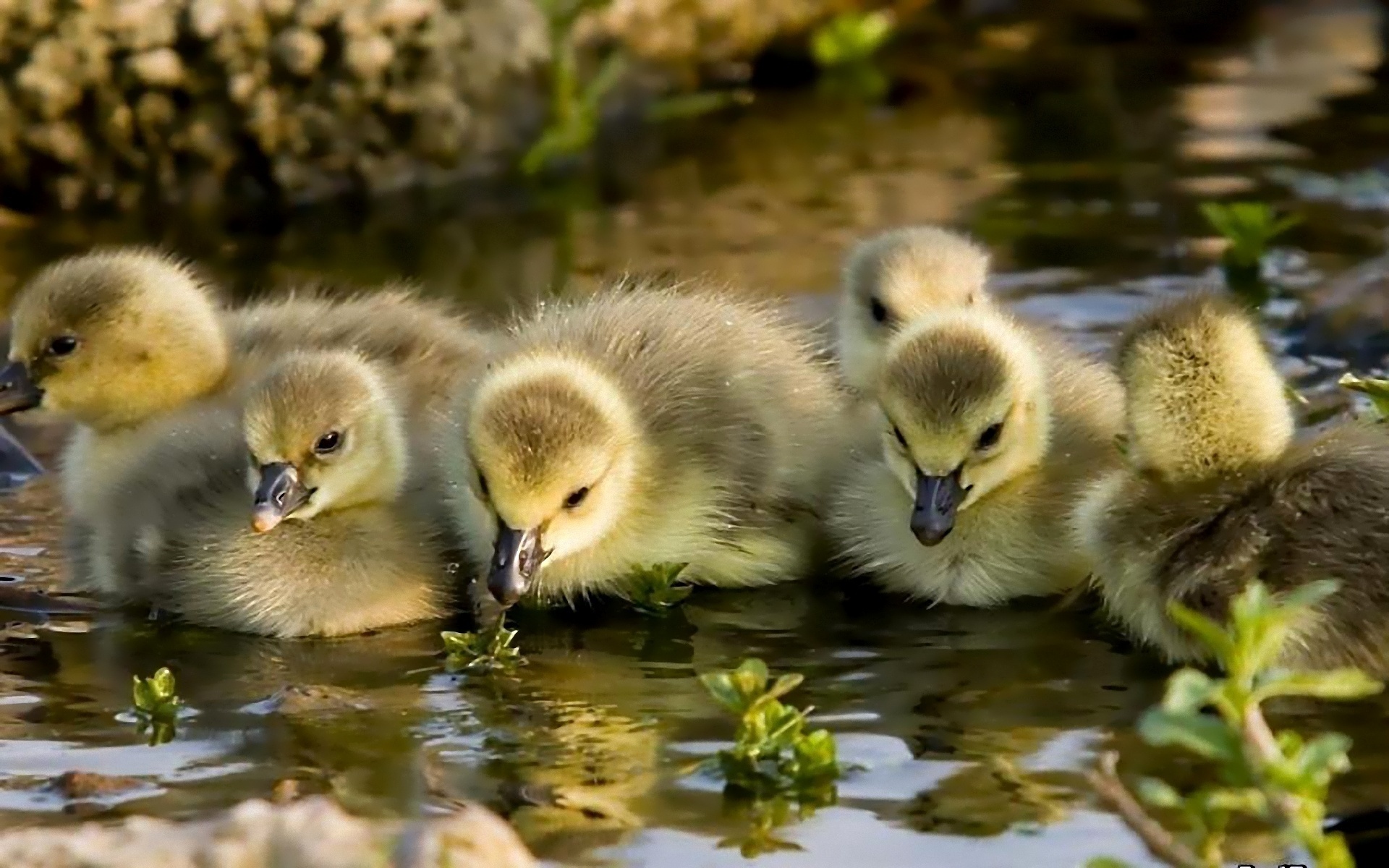 Goslings Kids Water Chicks Baby Cute Geese Wallpaper Background