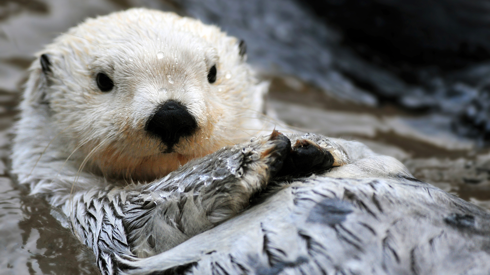 Sea Otter HD Wallpaper