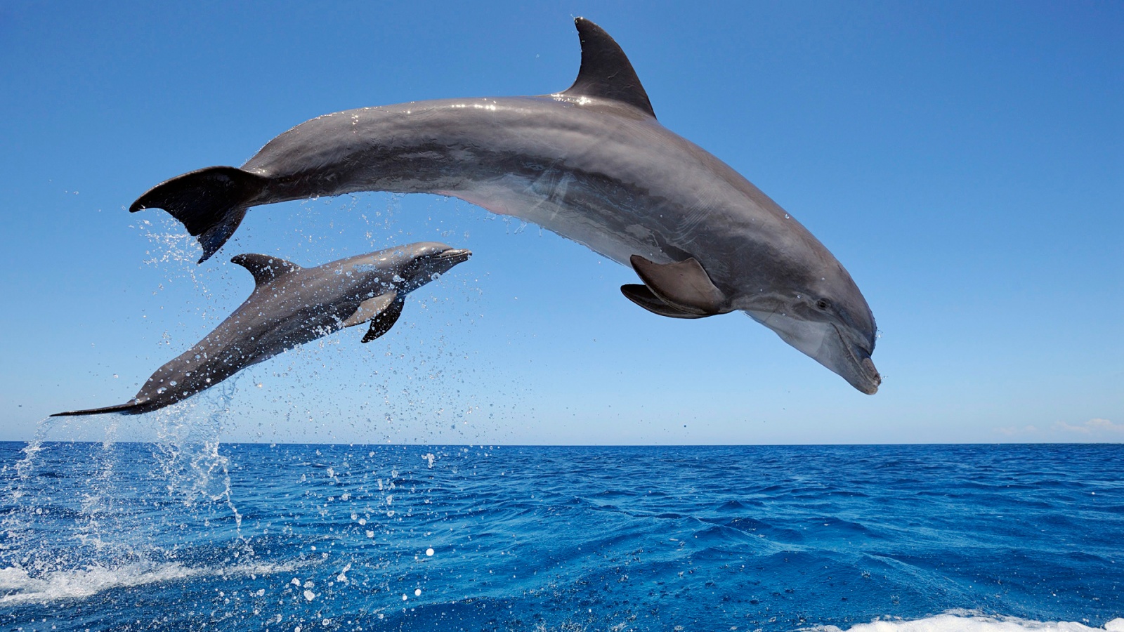 Mon Bottlenose Dolphins Wallpaper HD