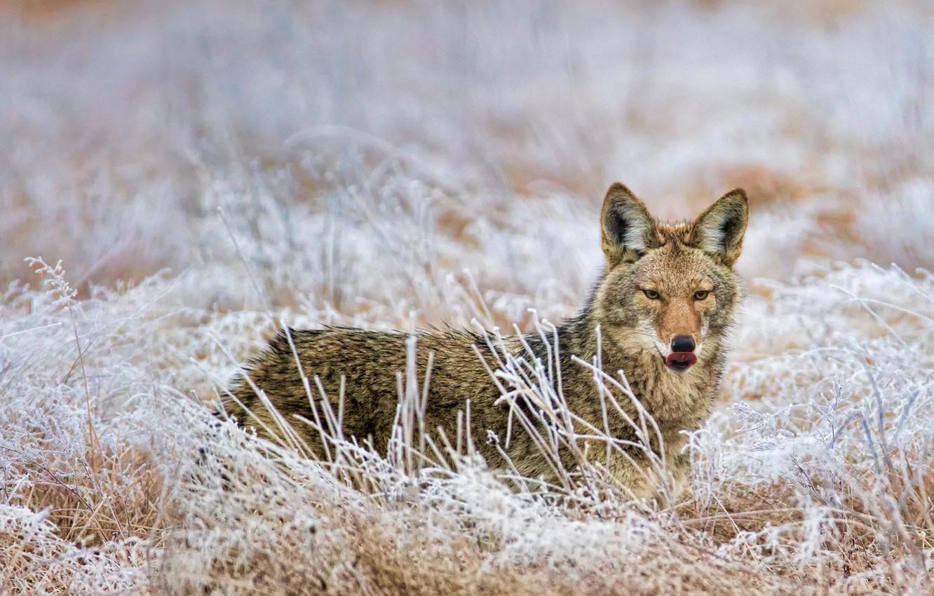 Wallpaper Frost Wolf Washington Usa Coyote Marymoor Park