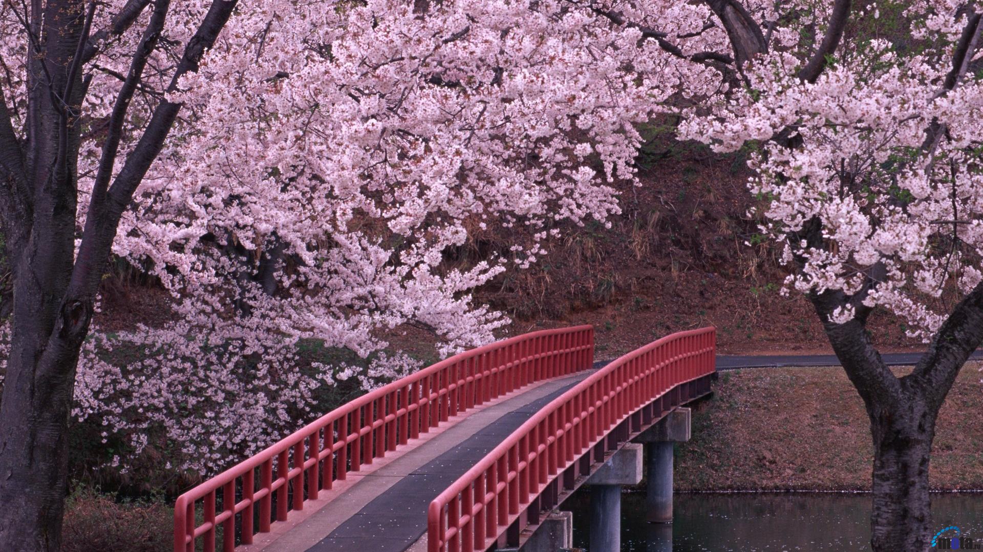 Wallpaper Blossoming cherry garden in Japan 1920 x 1080 HDTV 1080p