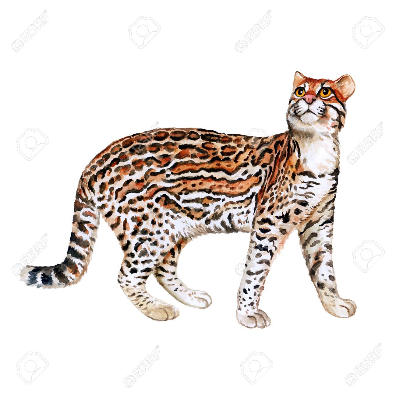 Watercolor Portrait Of Ocelot Cat With Dots Stripes Isolated