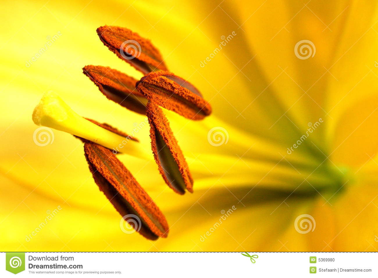 Related Image To Flower Parts Anther