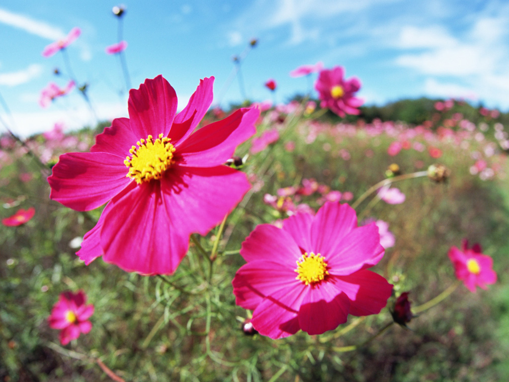 Cosmos Bipinnatus Flower Photos Trees And Flowers Pictures
