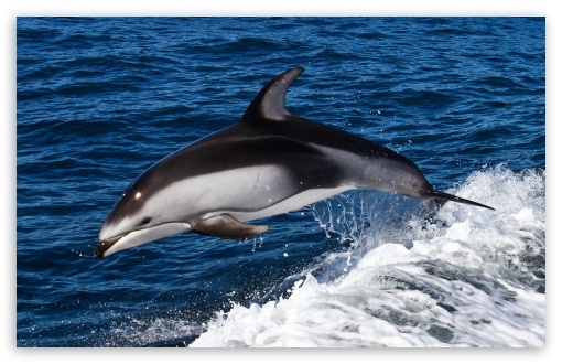 Dolphin Jumping HD Wallpaper For Standard Fullscreen Uxga Xga
