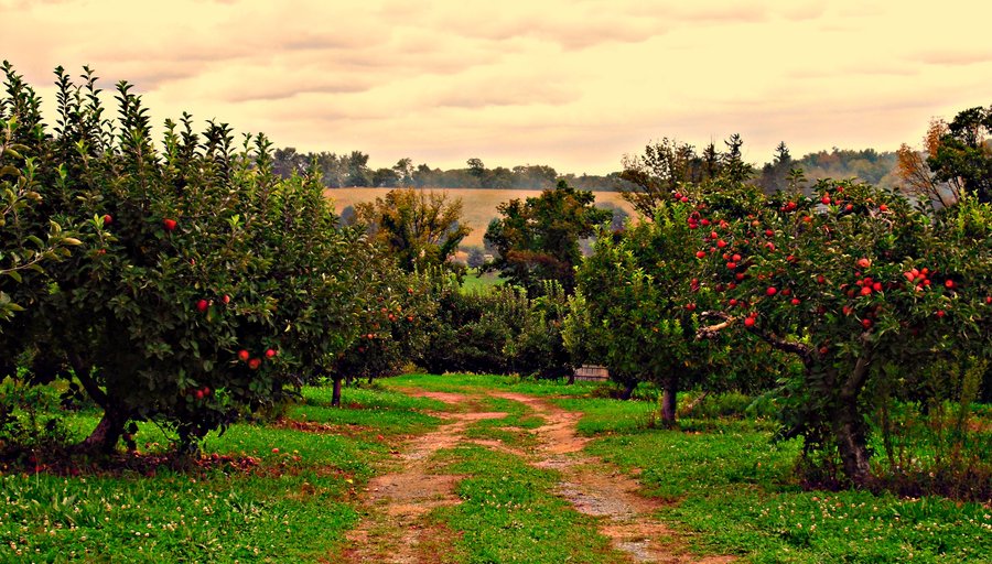 Autumn Orchard By Eiera