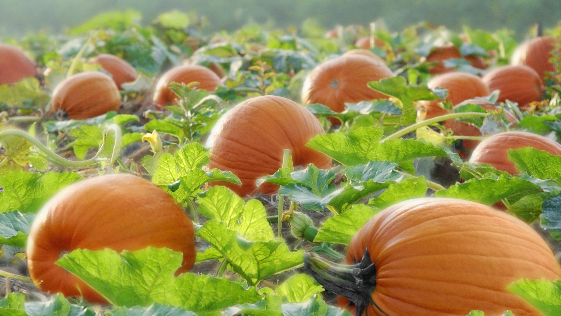 Pumpkin Ripens On The Field Wallpaper And Image