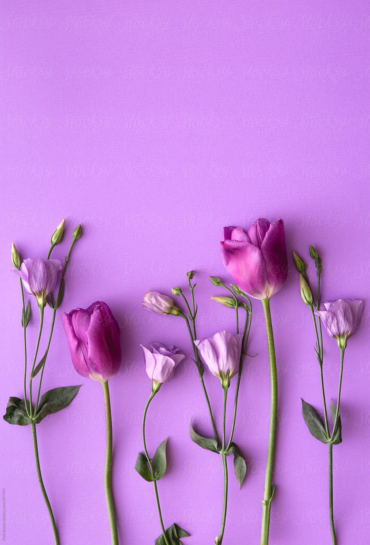 Purple Tulips And Roses On Background By Pixel Stories For