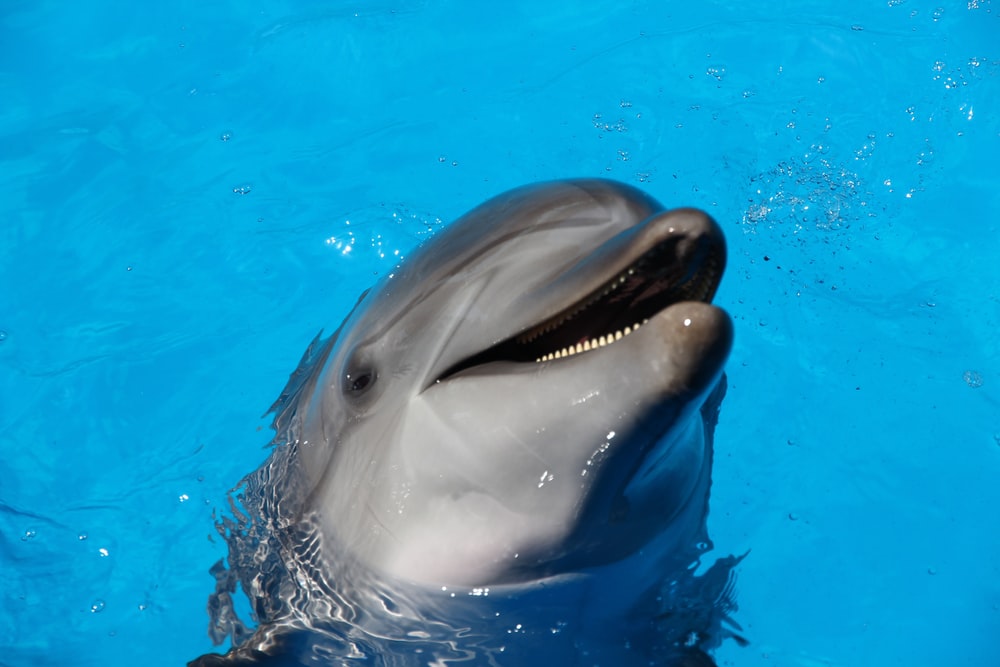 Dolphin Pictures Image