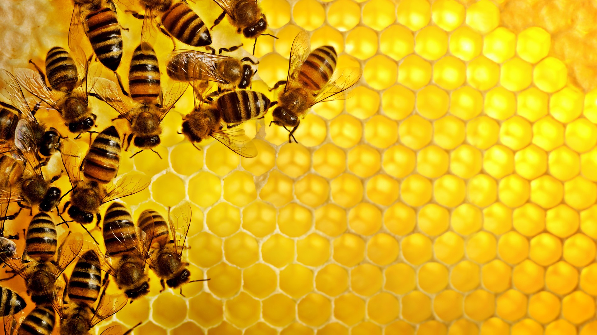 Sweden Honey Wallpaper Bees