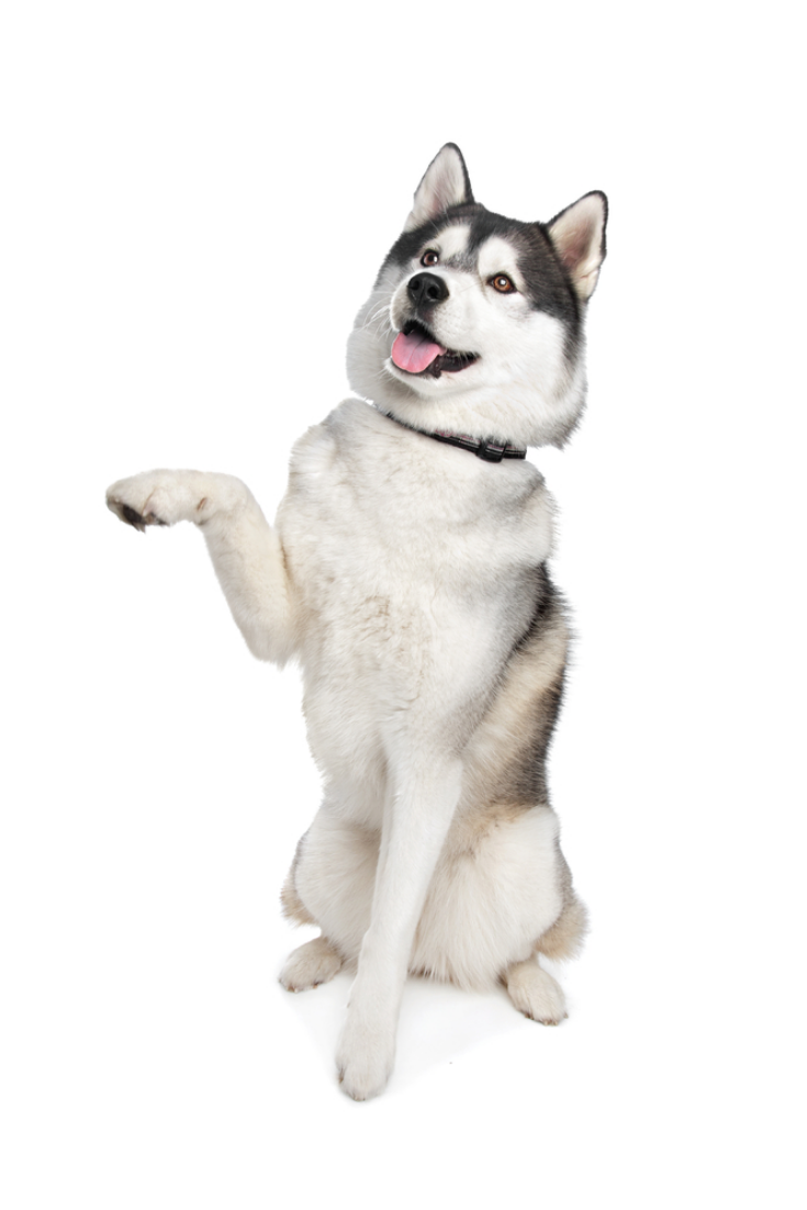 Siberian Husky In Front Of A White Background Siberianhusky