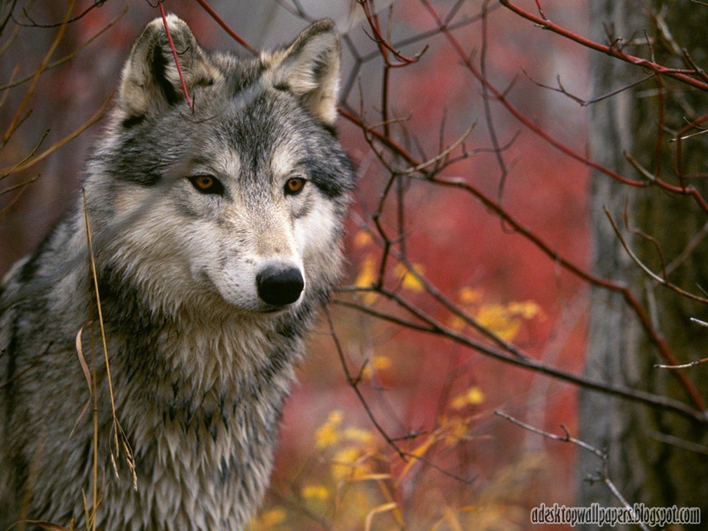 Wolf Animal Desktop Wallpapers 1024x768