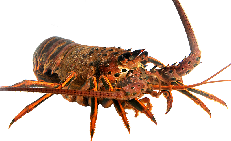 Spiny Lobster Transparent Background Wallpaper