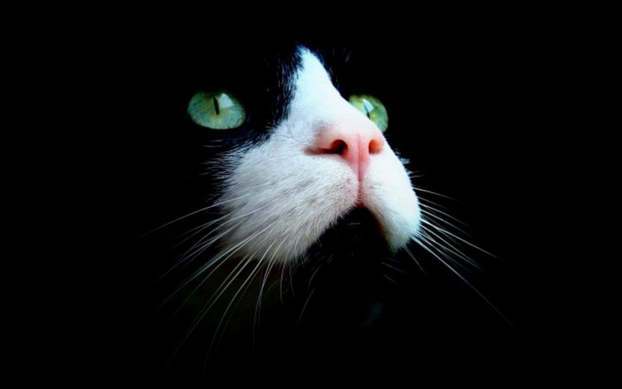 Cats With Green Eyes Wallpaper Amp Beautiful HD Pictures
