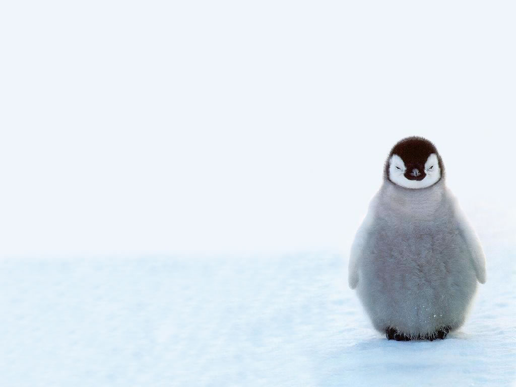 Pin Cute Baby Penguins S Background Wallpaper