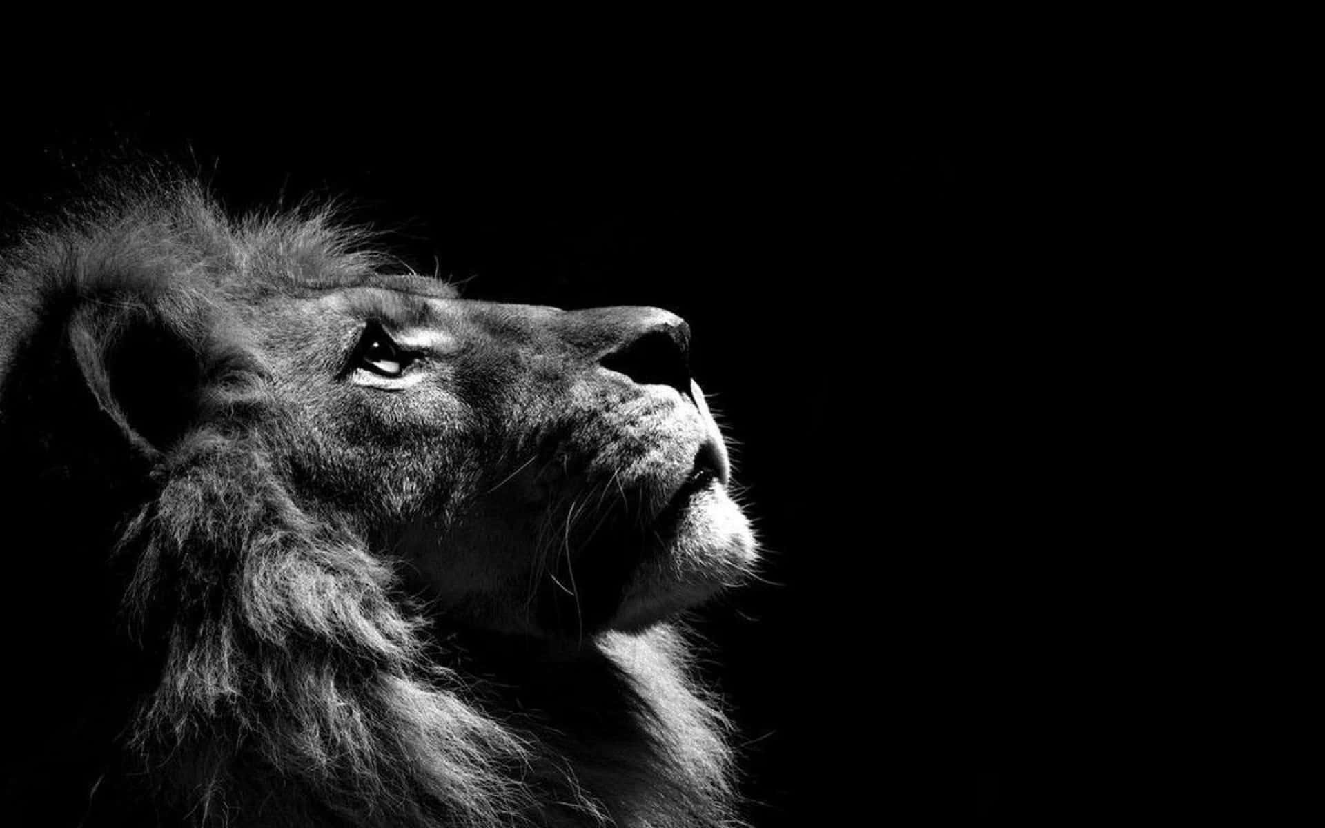 Black And White Lion Wallpaper