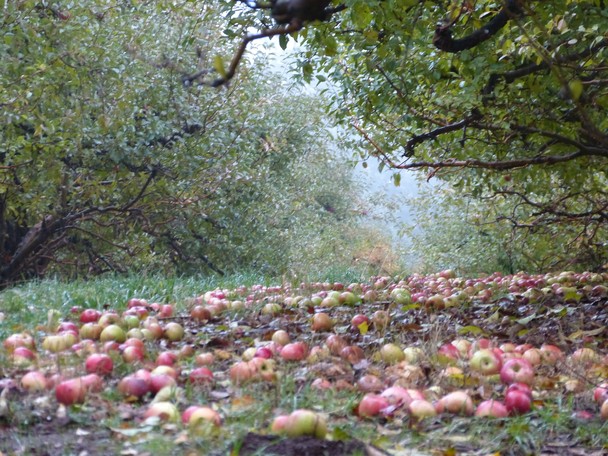 Is November And Apple Picking Season Almost Over The Orchard