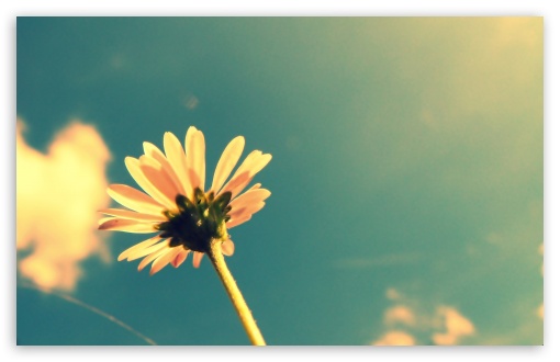 Summer Flower Retro Sunshine HD Desktop Wallpaper High Definition