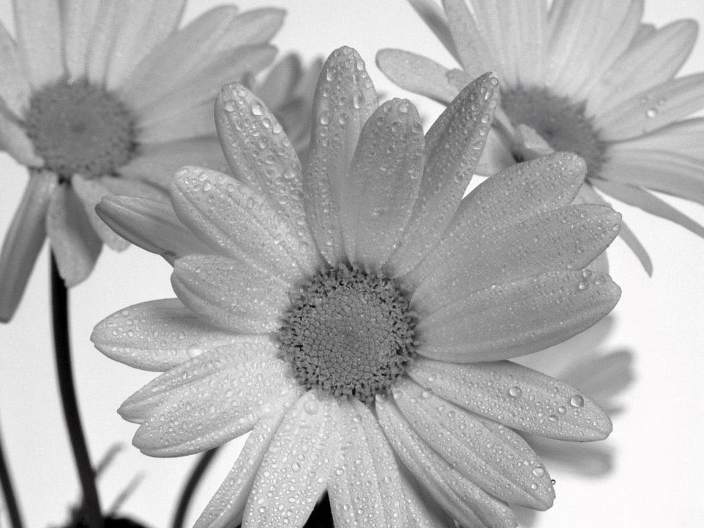 Daisy Black And White 23829 Hd Wallpapers in Flowers   Imagescicom