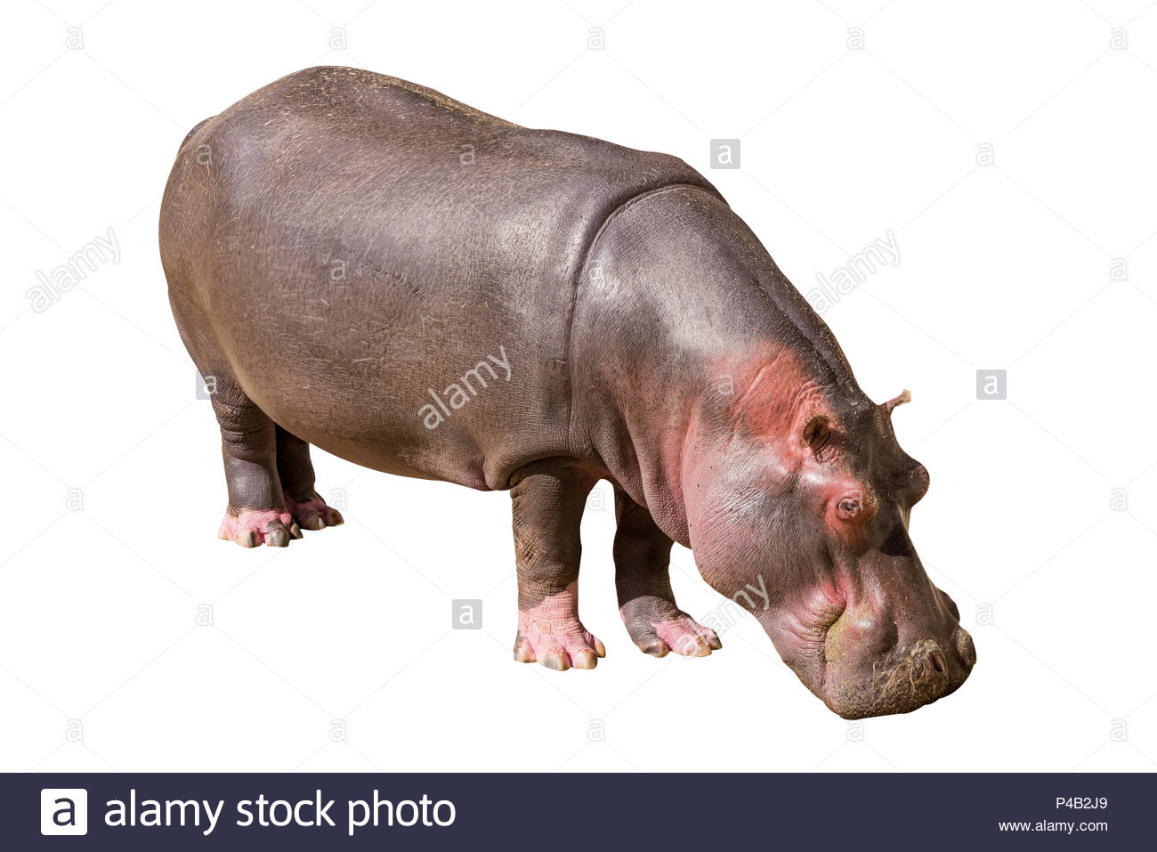 On A Mon Hippopotamus Isolated White Background Seen