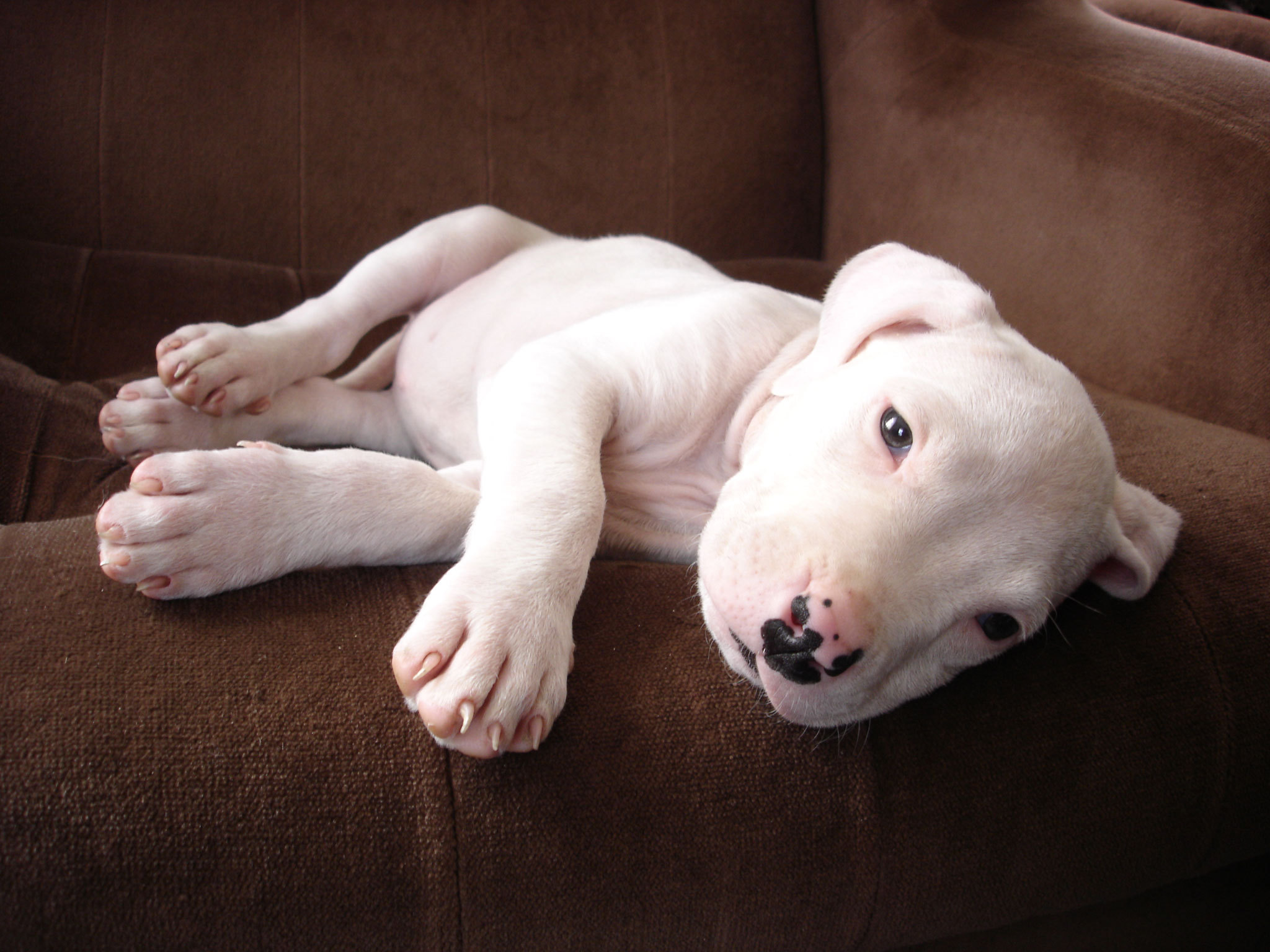 Dogo Argentino Puppy On The Couch Wallpaper And Image