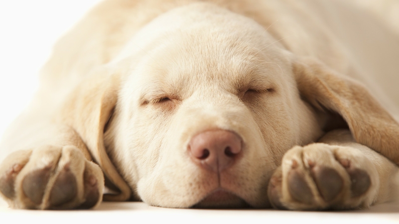 Yellow World Animals Dogs Sleeping Labrador Retriever