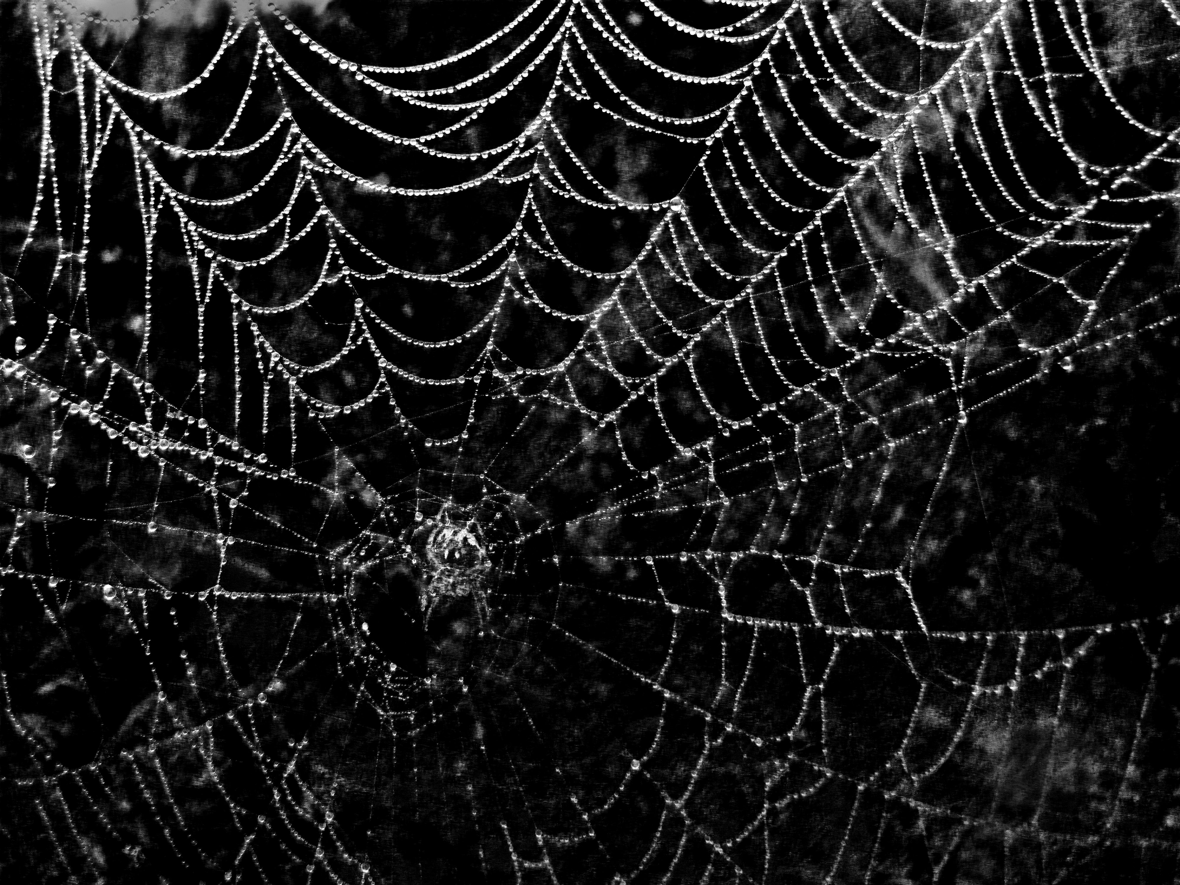 Spiderweb Background
