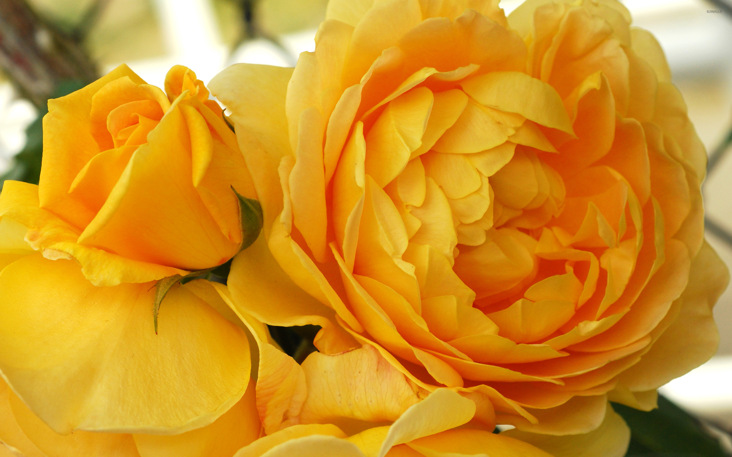 Yellow Roses Wallpaper Flower