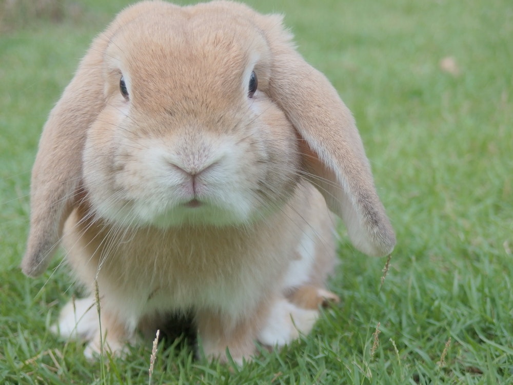 Rabbit Pictures HD Image