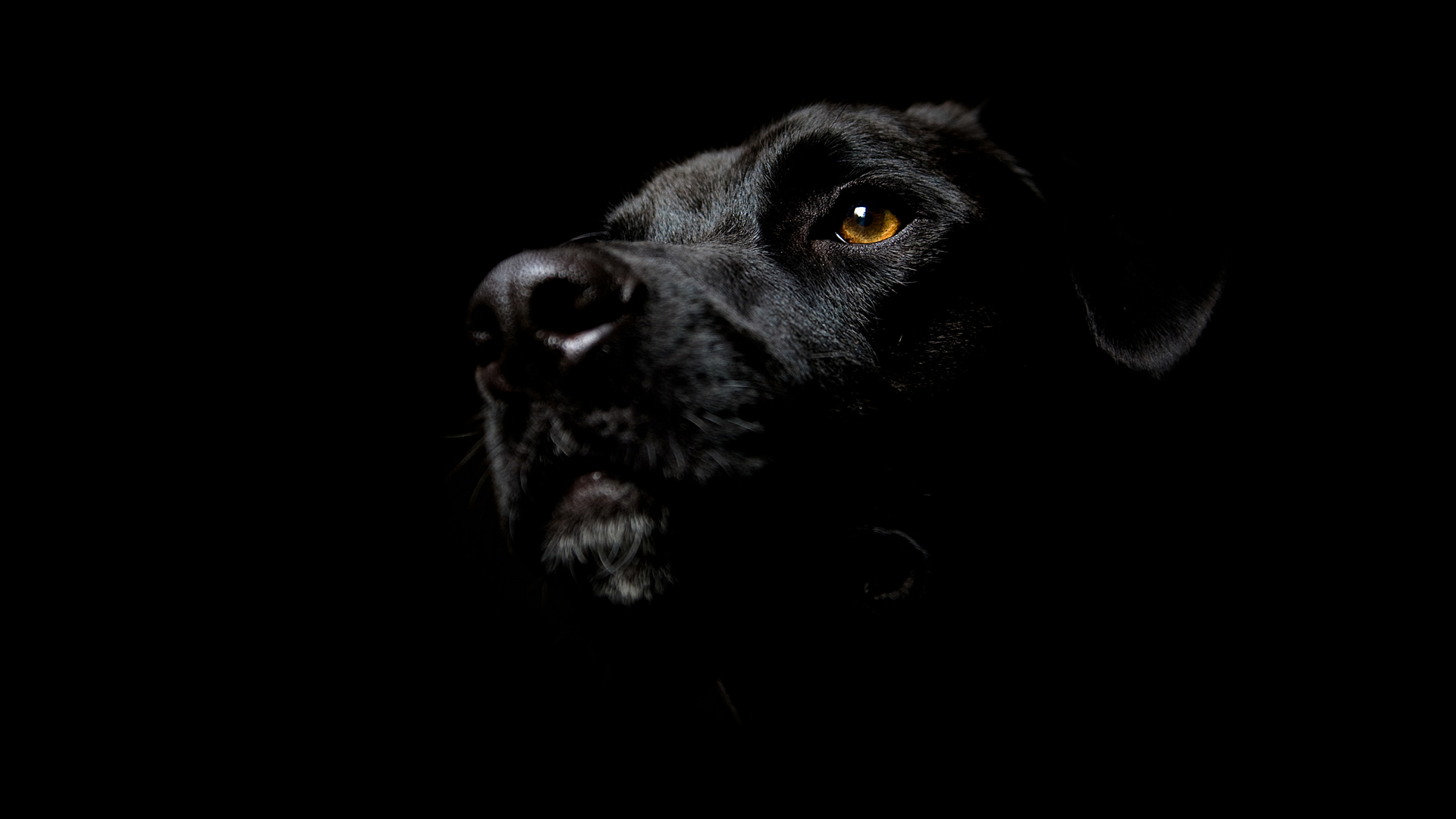 Black Labrador Dog Wallpaper