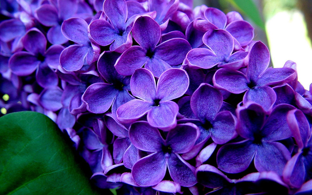  WallpapersWith light fragrance of lilacs HD photography wallpaper