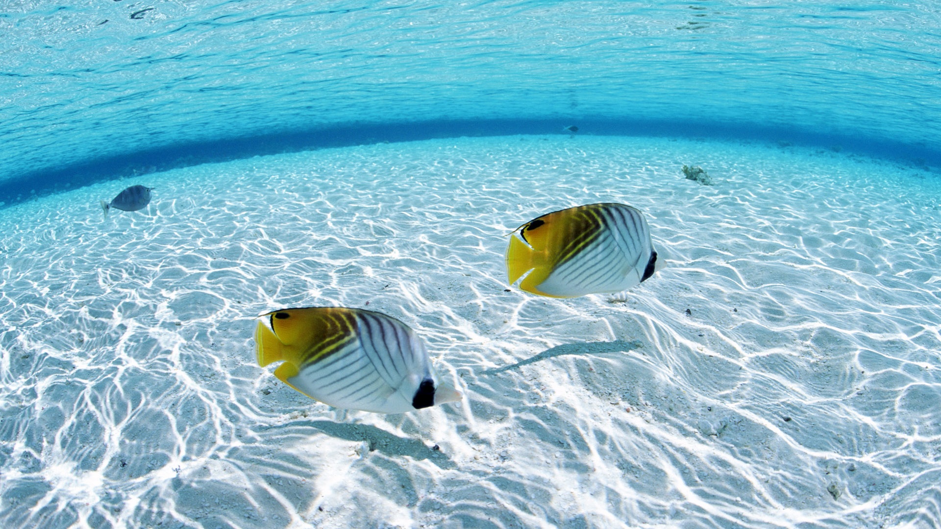 Desktop Tropical Fish In High Quality Wallpaper Background