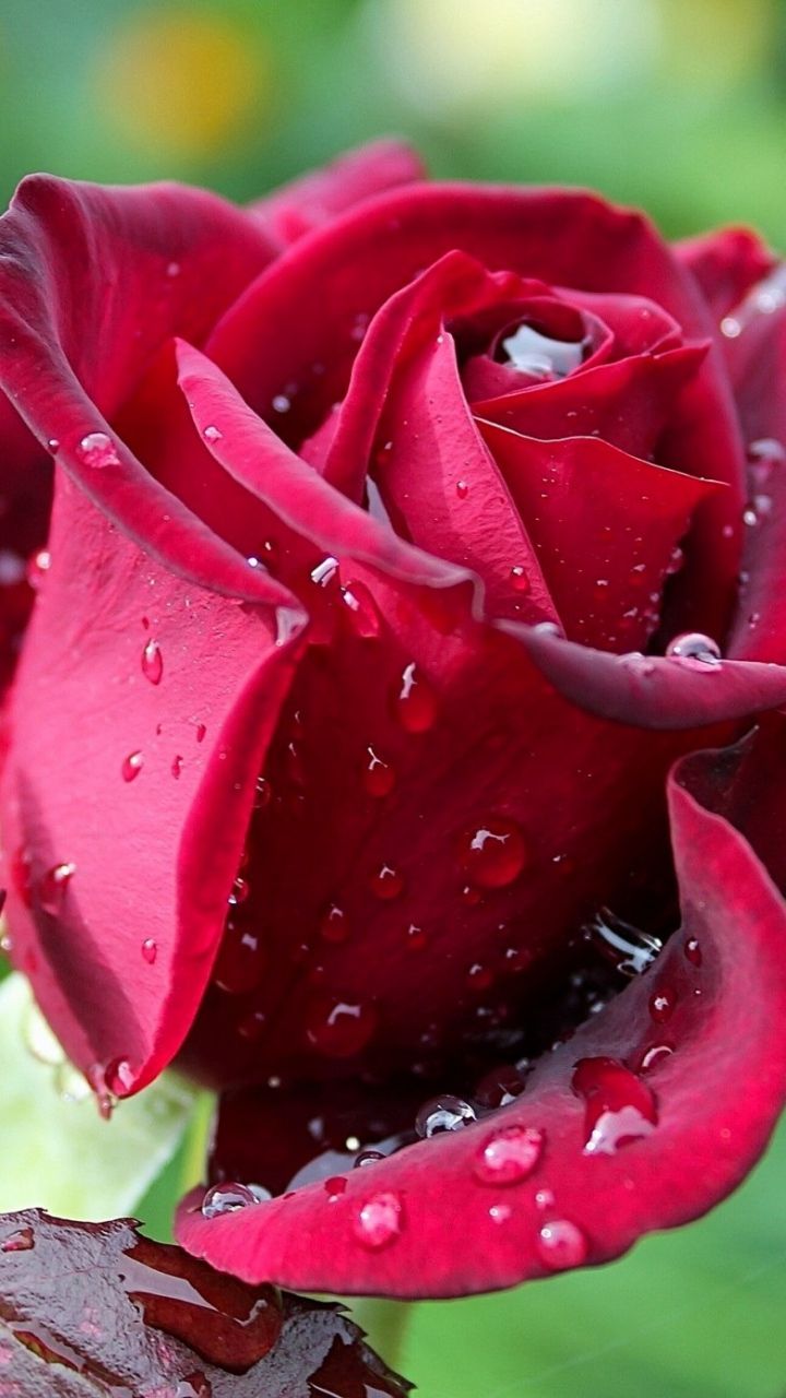 Wallpaper Rose Drops Macro Dew Rosebud Samsung