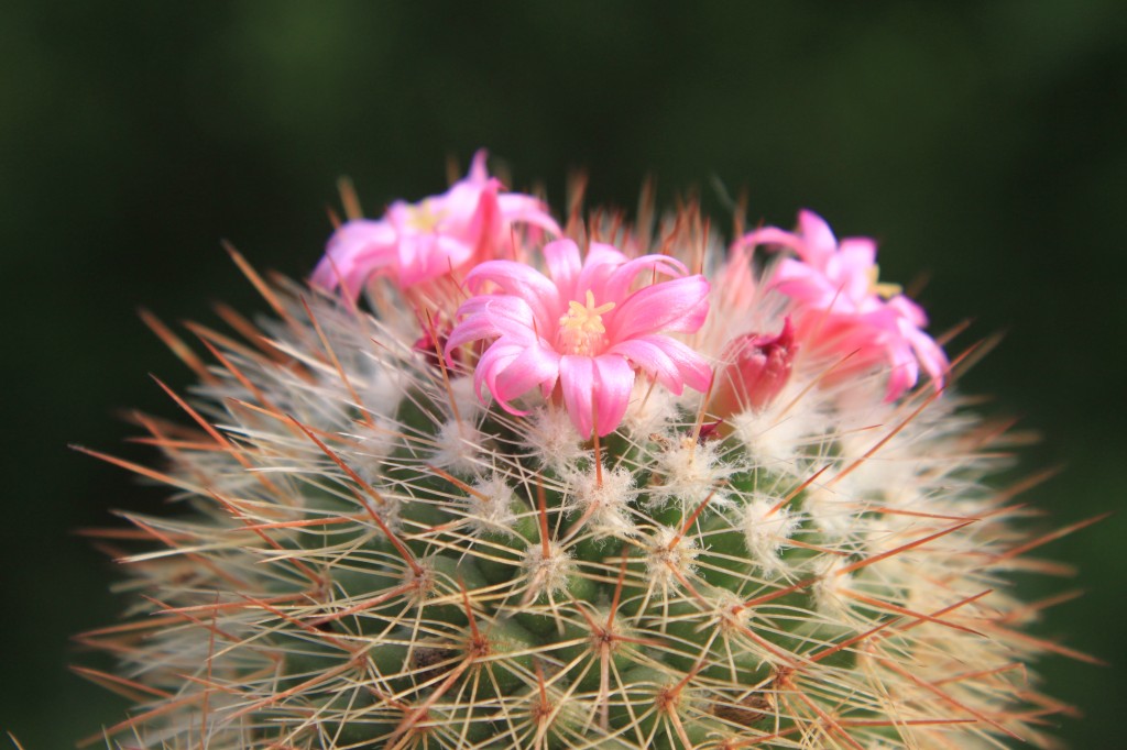 Beauty Cactus Flower Wallpaper Collection Size