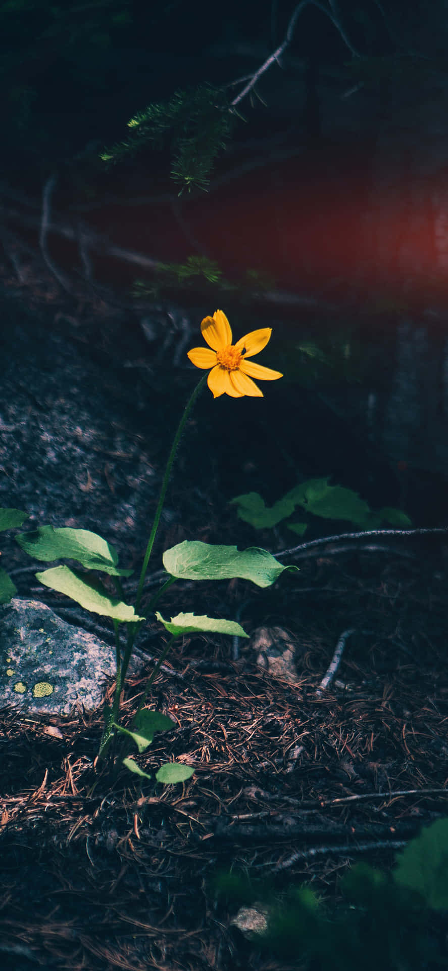 Dark Nature Wallpaper