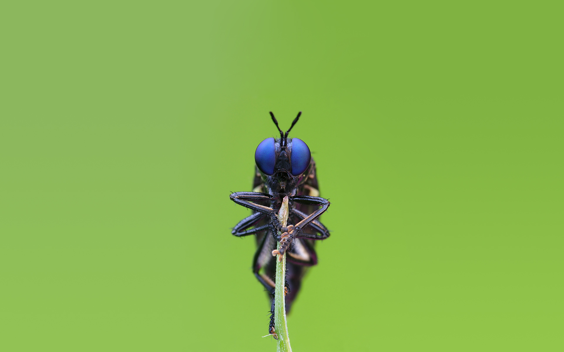 Insect HD Wallpaper And