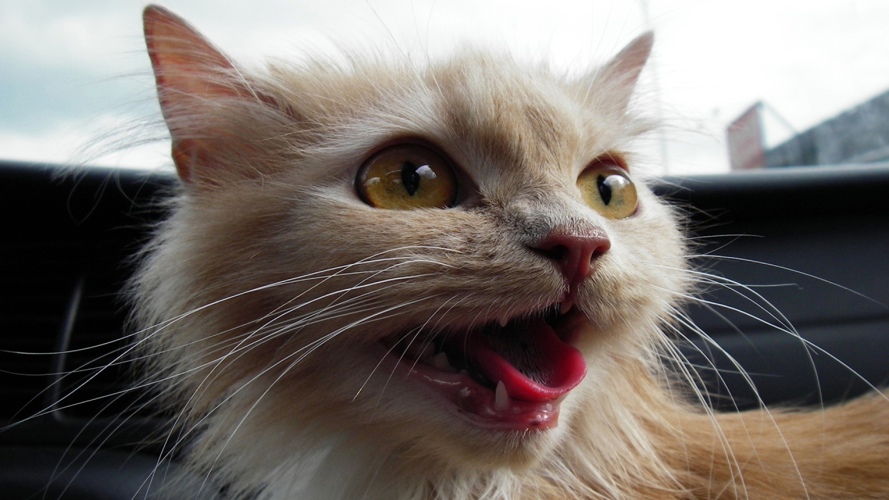 Animals Ugly Funny Cat HD Wallpaper Desktop