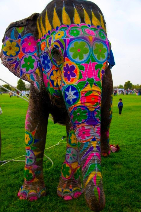Elephant Festival Jaipur India Holidays In