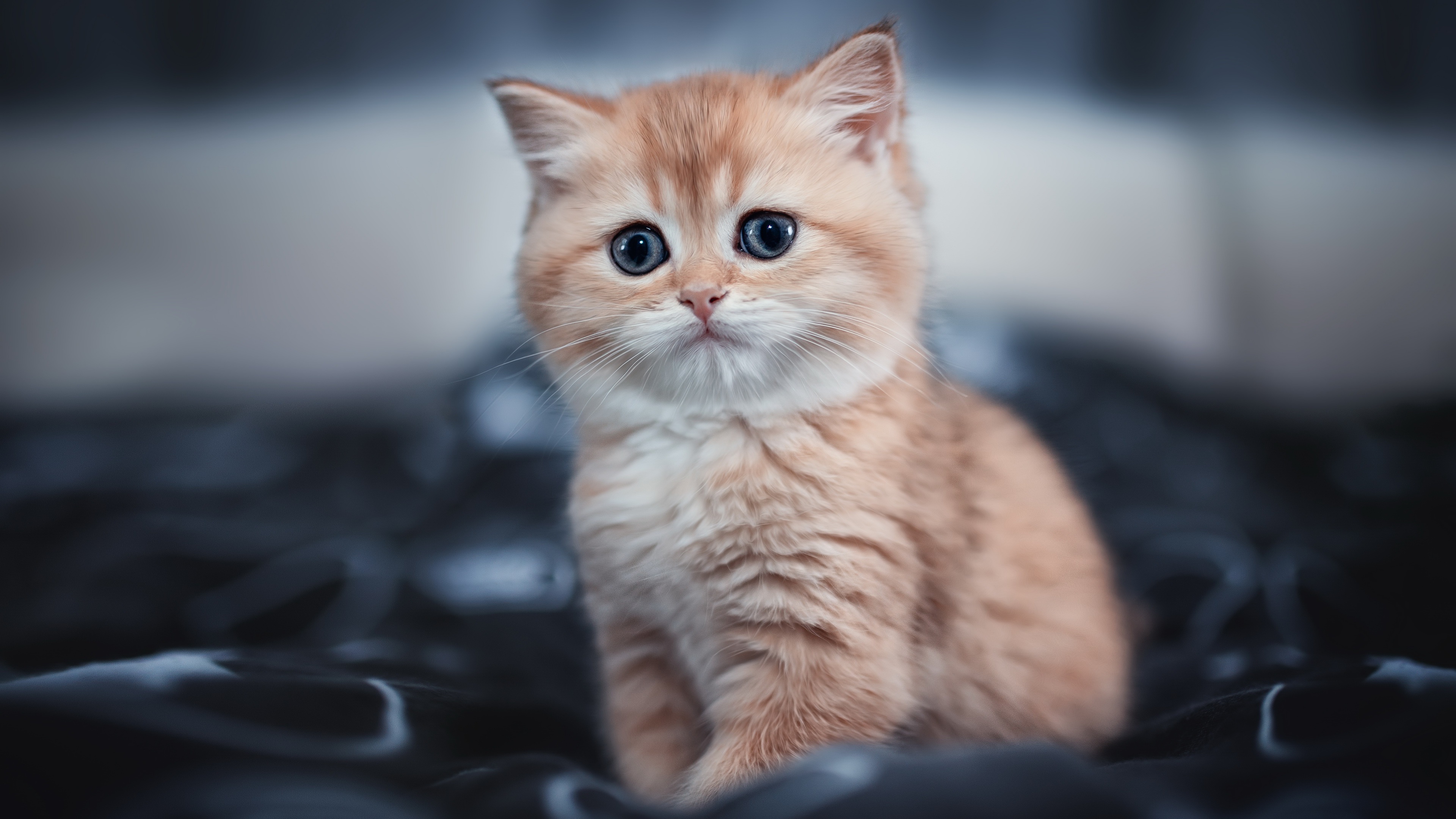 An adorable ginger kitten with big blue eyes sits on a dark, soft blanket, looking directly at the camera