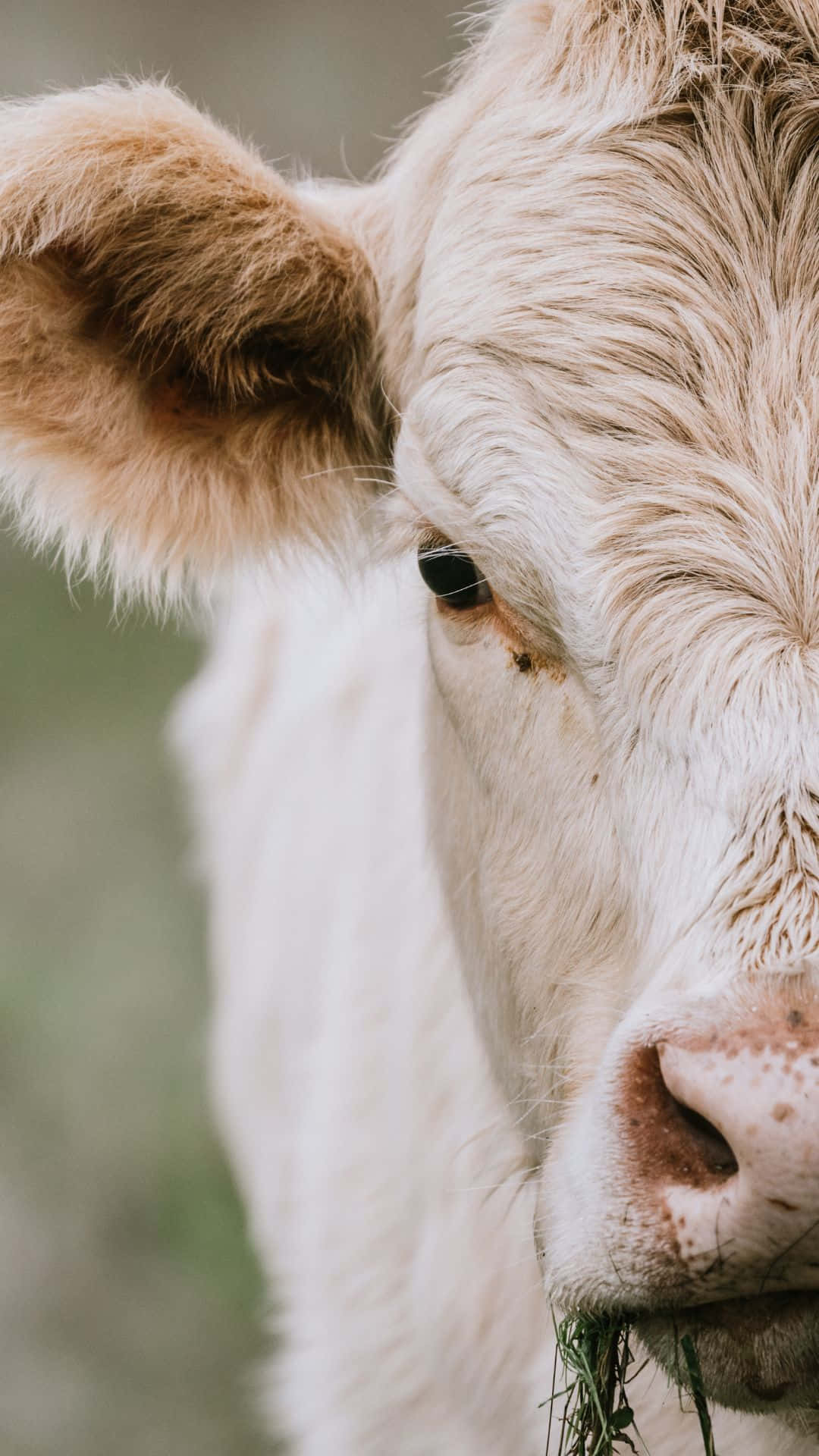 Be Unique And Stand Out With The Cow iPhone Wallpaper