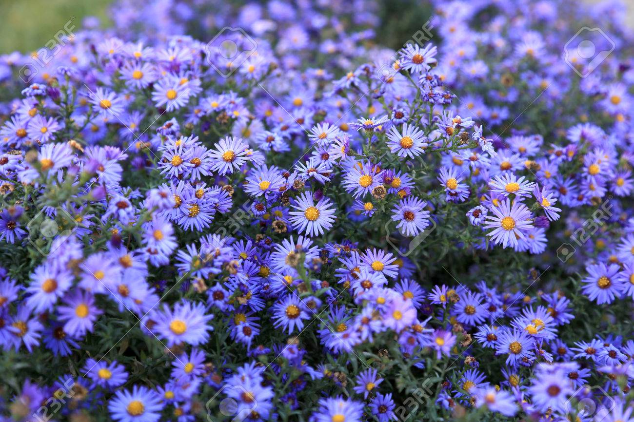 Free download Small Purple Asters Wildflowers Background Stock Photo ...