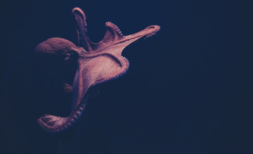 Animal Sea Life Invertebrate And Octopus HD Photo By Isabel