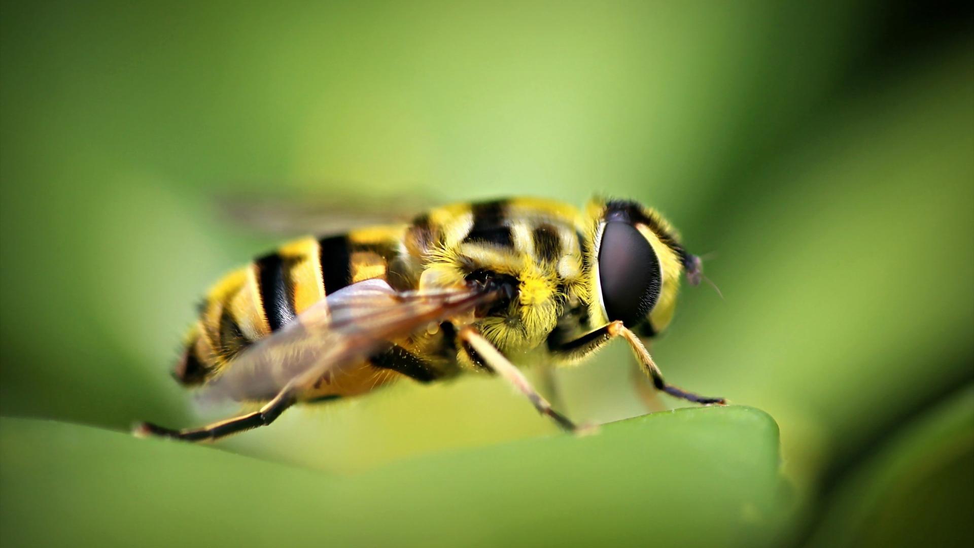 Insects Wallpaper